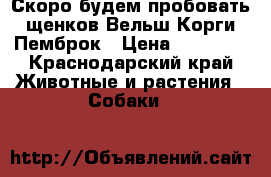 Скоро будем пробовать щенков Вельш Корги Пемброк › Цена ­ 50 000 - Краснодарский край Животные и растения » Собаки   